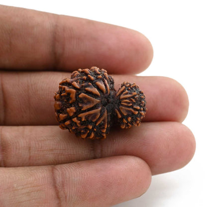 10 Mukhi Garbh Gauri Rudraksha (Nepal) 25.15 M.M.