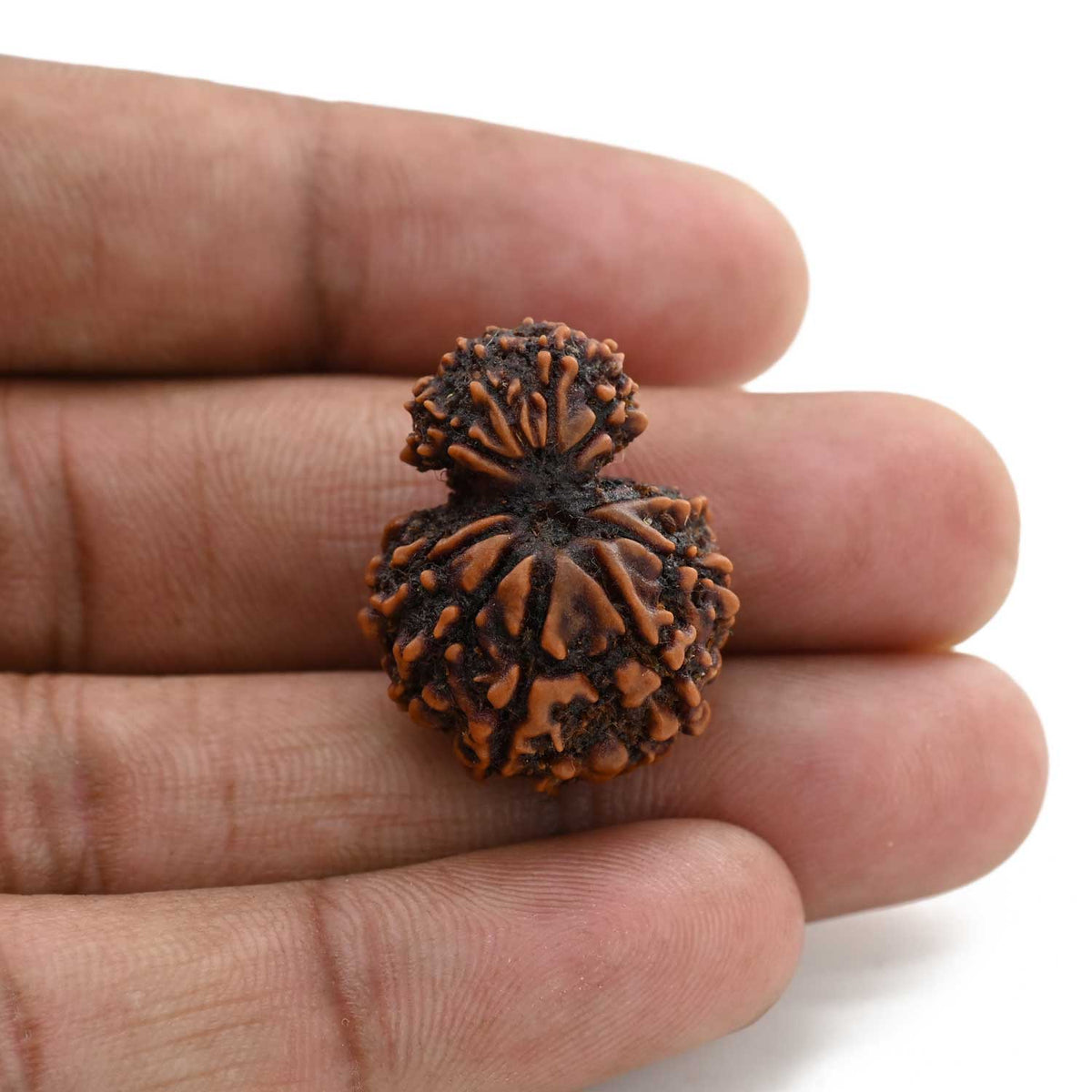 10 Mukhi Garbh Gauri Rudraksha (Nepal) 25.15 M.M.