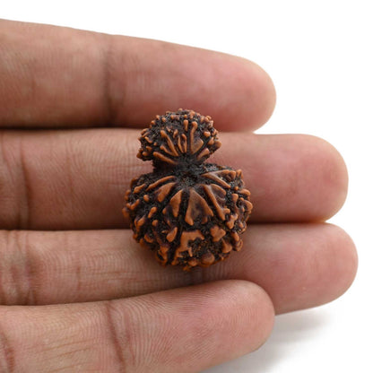 10 Mukhi Garbh Gauri Rudraksha (Nepal) 25.15 M.M.