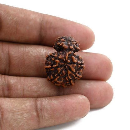 10 Mukhi Garbh Gauri Rudraksha (Nepal) 25.15 M.M.