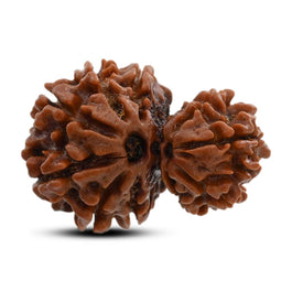 10 Mukhi Garbh Gauri Rudraksha (Nepal) 24.9 M.M.