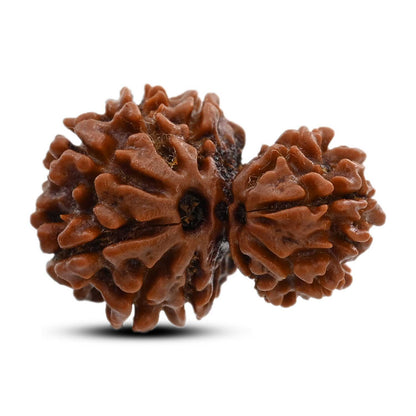 10 Mukhi Garbh Gauri Rudraksha (Nepal) 24.9 M.M.