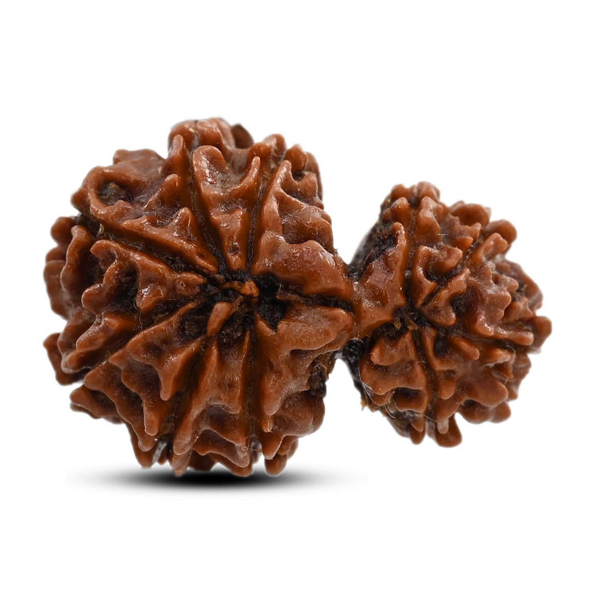 10 Mukhi Garbh Gauri Rudraksha (Nepal) 24.9 M.M.