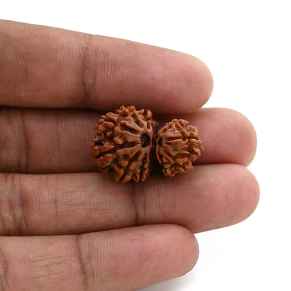 10 Mukhi Garbh Gauri Rudraksha (Nepal) 24.9 M.M.