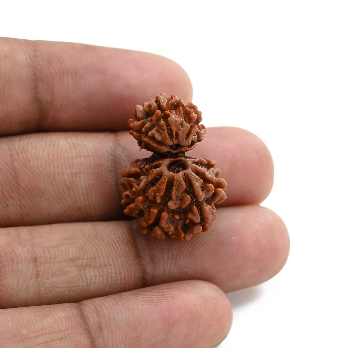 10 Mukhi Garbh Gauri Rudraksha (Nepal) 24.9 M.M.