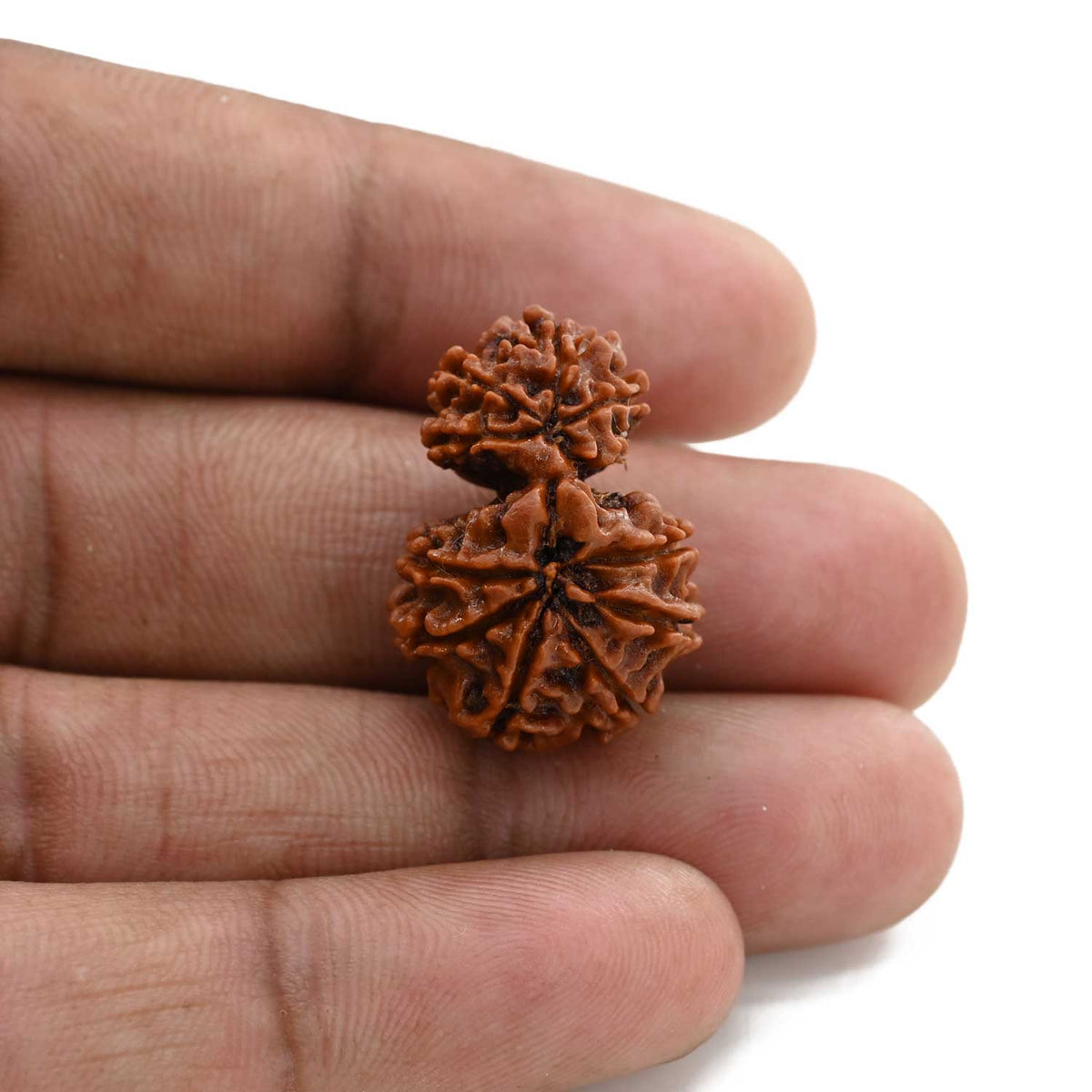 10 Mukhi Garbh Gauri Rudraksha (Nepal) 24.9 M.M.