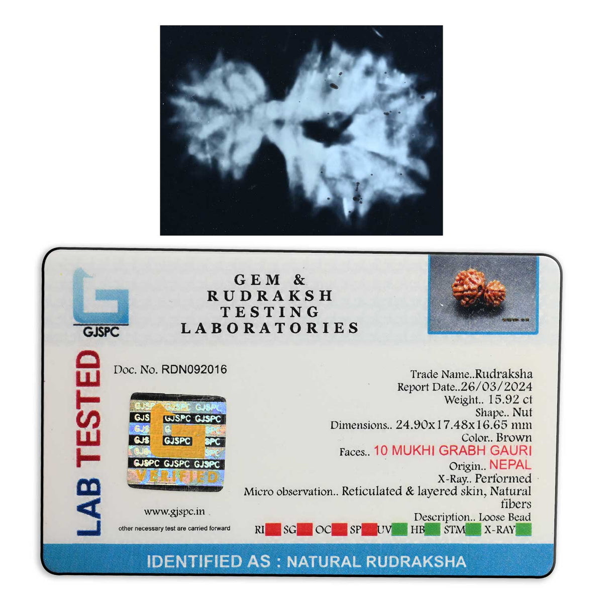 10 Mukhi Garbh Gauri Rudraksha (Nepal) 24.9 M.M.