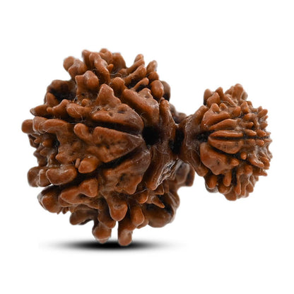 10 Mukhi Garbh Gauri Rudraksha (Nepal) 23.1 M.M.