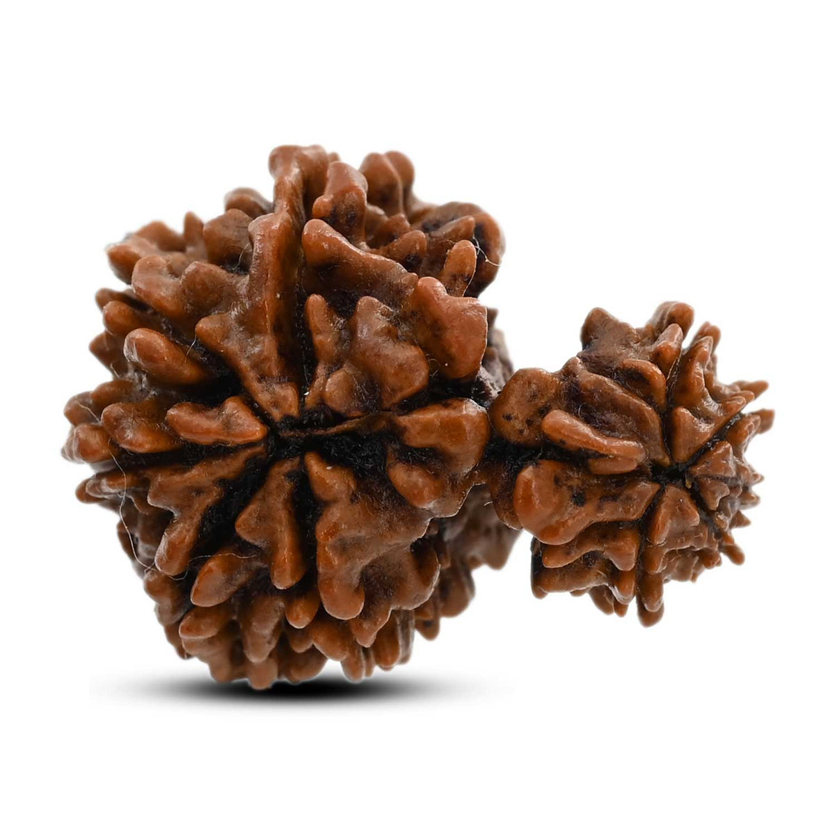 10 Mukhi Garbh Gauri Rudraksha (Nepal) 23.1 M.M.