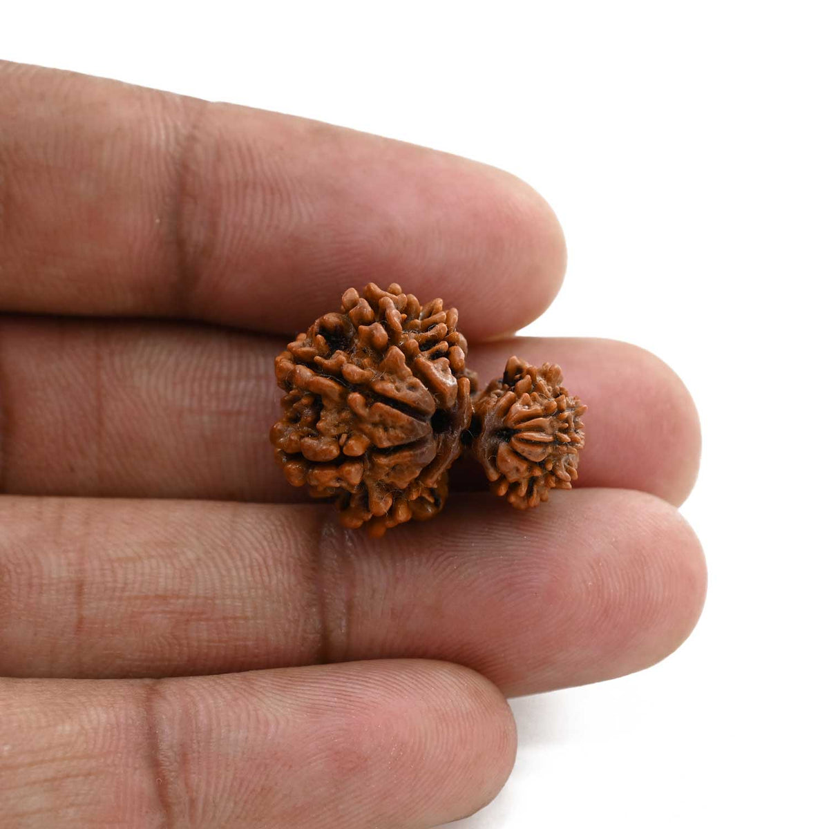 10 Mukhi Garbh Gauri Rudraksha (Nepal) 23.1 M.M.