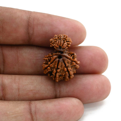 10 Mukhi Garbh Gauri Rudraksha (Nepal) 23.1 M.M.