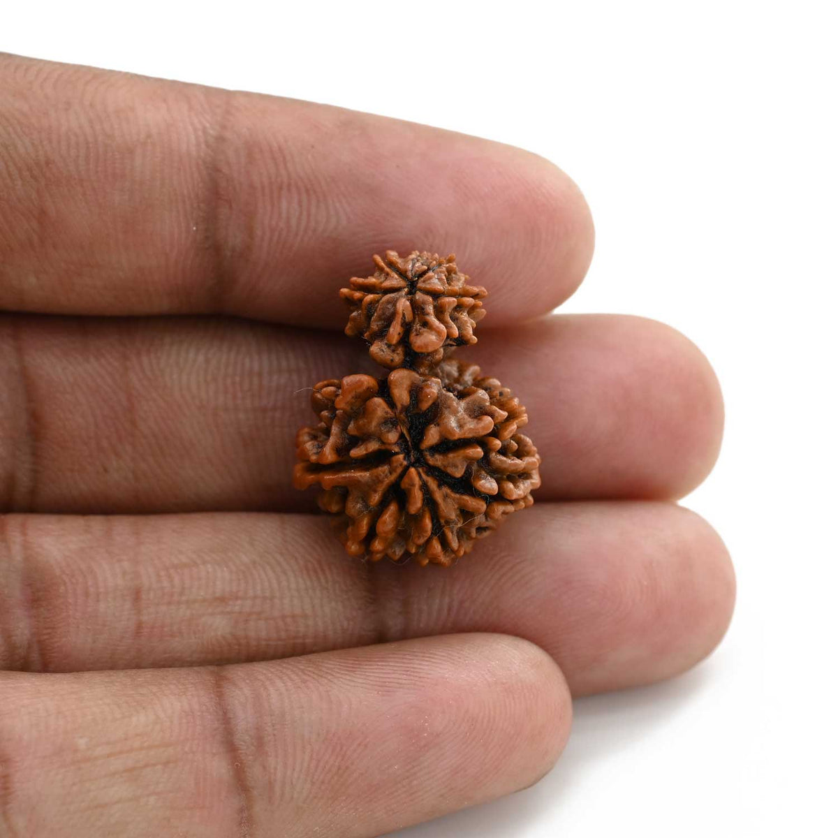 10 Mukhi Garbh Gauri Rudraksha (Nepal) 23.1 M.M.