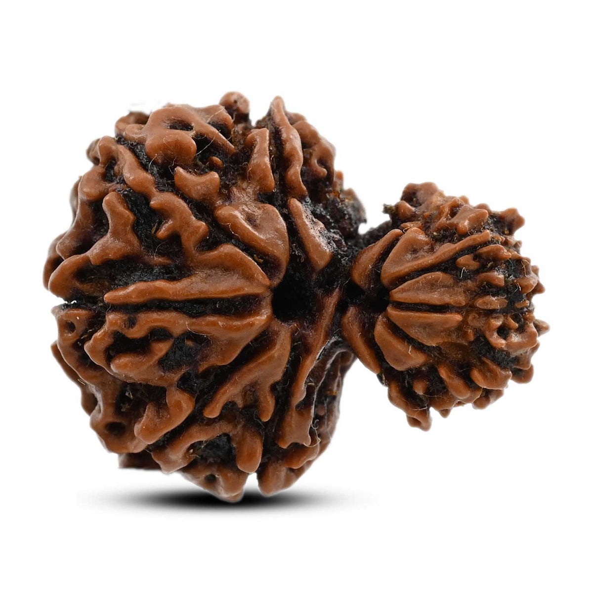 11 Mukhi Garbh Gauri Rudraksha (Nepal) 24.85 M.M.