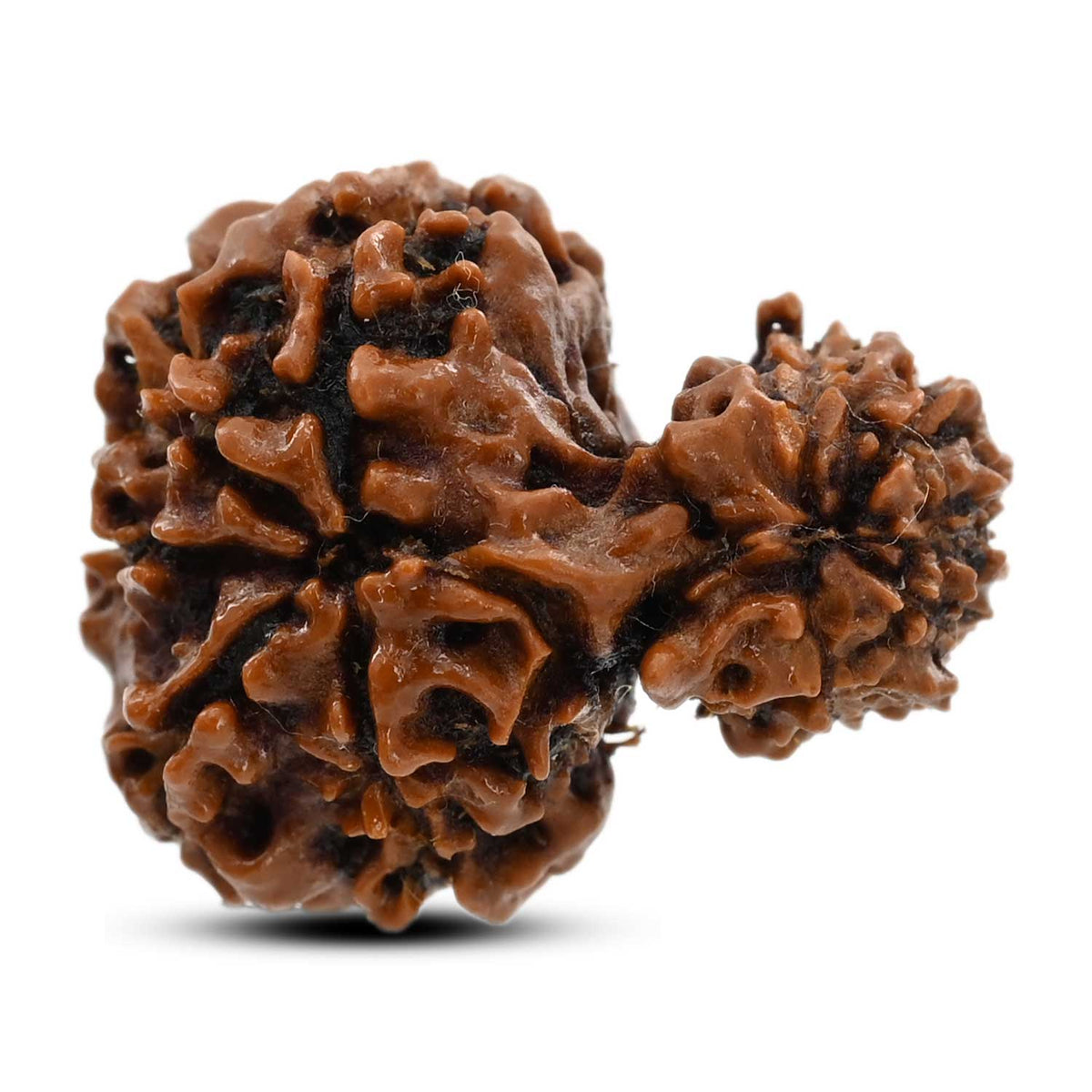 11 Mukhi Garbh Gauri Rudraksha (Nepal) 24.85 M.M.