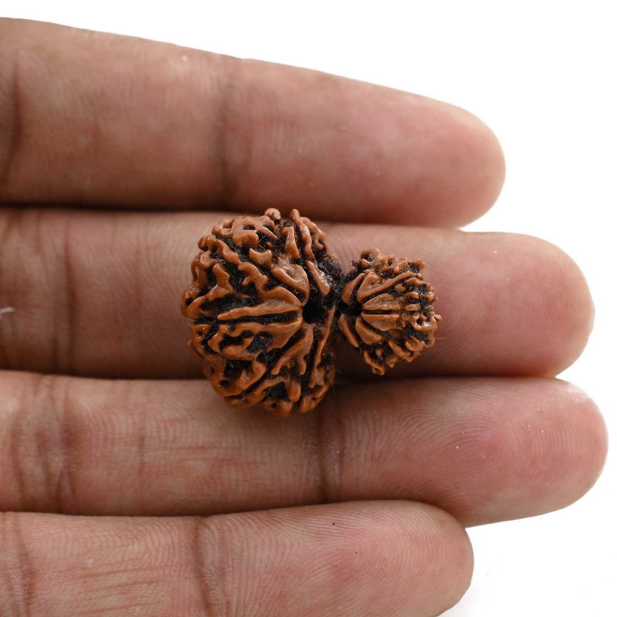 11 Mukhi Garbh Gauri Rudraksha (Nepal) 24.85 M.M.