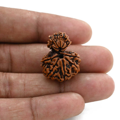 11 Mukhi Garbh Gauri Rudraksha (Nepal) 24.85 M.M.