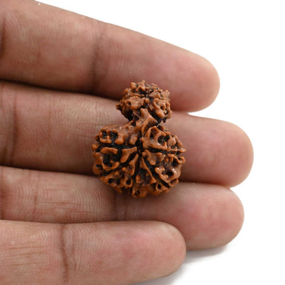 11 Mukhi Garbh Gauri Rudraksha (Nepal) 24.85 M.M.