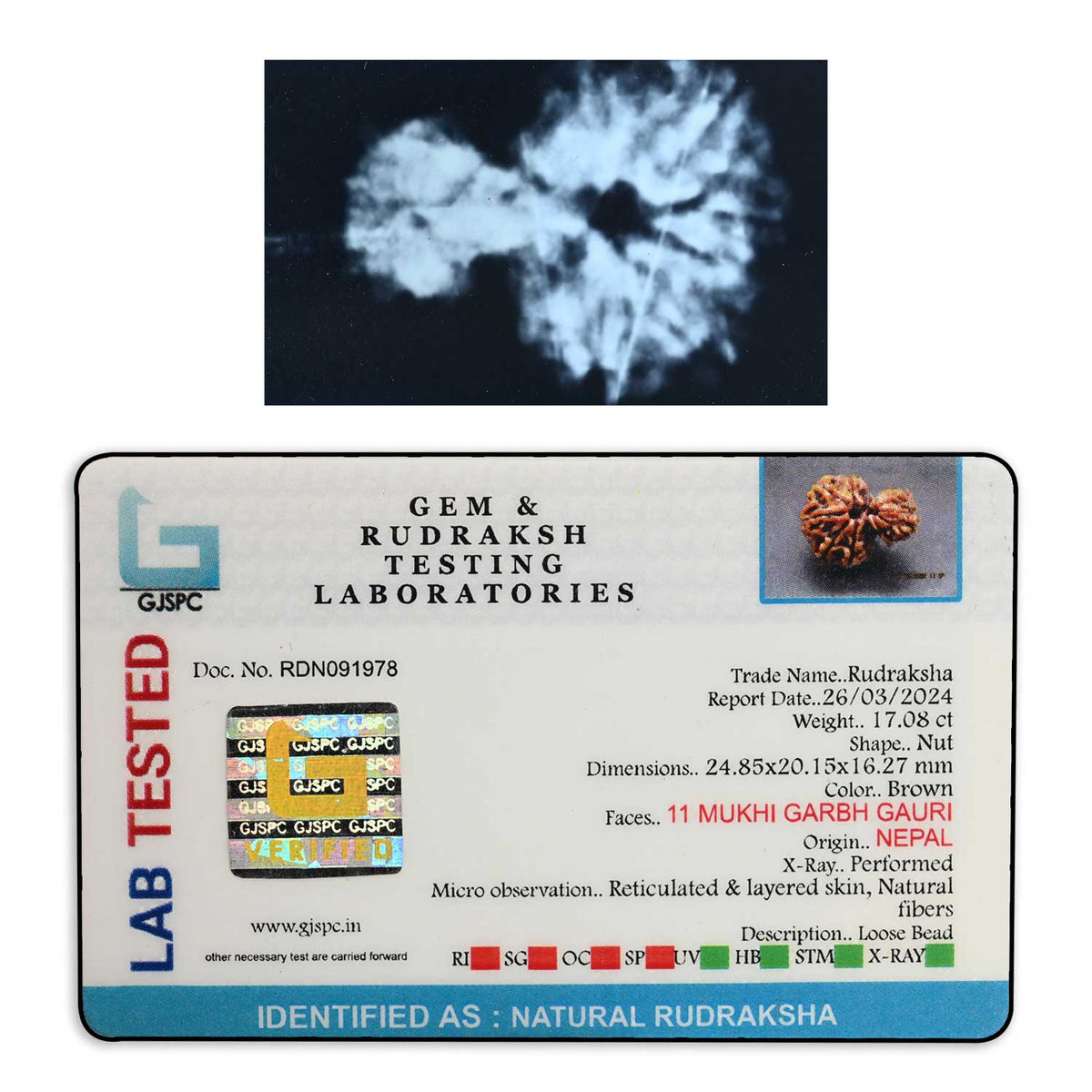 11 Mukhi Garbh Gauri Rudraksha (Nepal) 24.85 M.M.