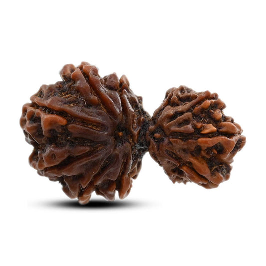 11 Mukhi Garbh Gauri Rudraksha (Nepal) 28.56 M.M.