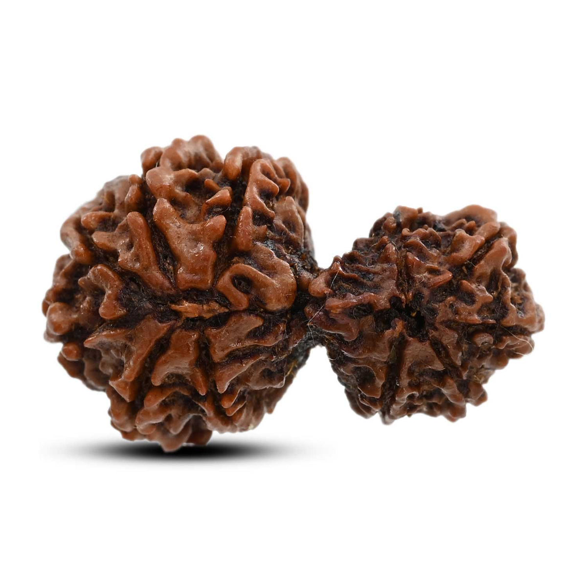 11 Mukhi Garbh Gauri Rudraksha (Nepal) 28.56 M.M.