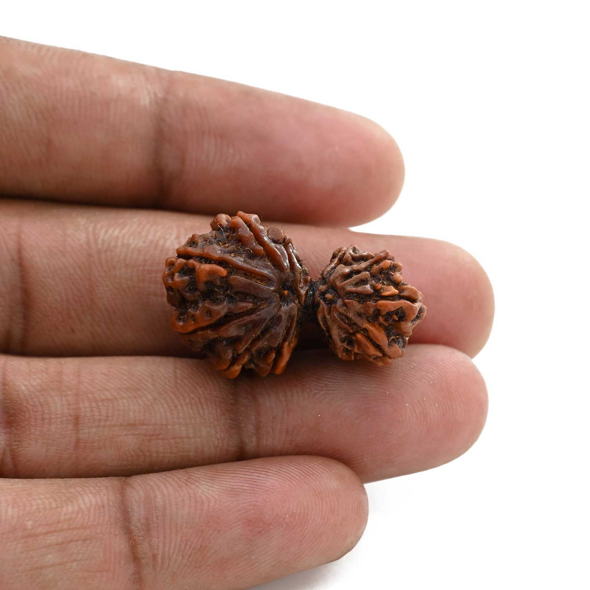 11 Mukhi Garbh Gauri Rudraksha (Nepal) 28.56 M.M.