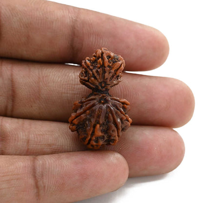 11 Mukhi Garbh Gauri Rudraksha (Nepal) 28.56 M.M.