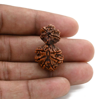 11 Mukhi Garbh Gauri Rudraksha (Nepal) 28.56 M.M.