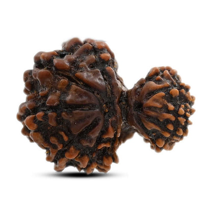 11 Mukhi Garbh Gauri Rudraksha (Nepal) 19.81 M.M.