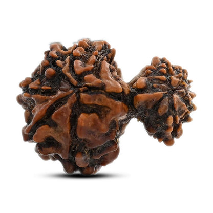 11 Mukhi Garbh Gauri Rudraksha (Nepal) 19.81 M.M.