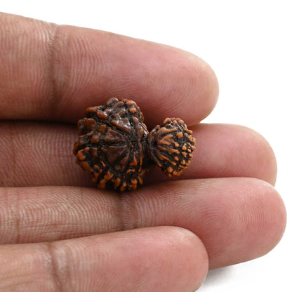 11 Mukhi Garbh Gauri Rudraksha (Nepal) 19.81 M.M.