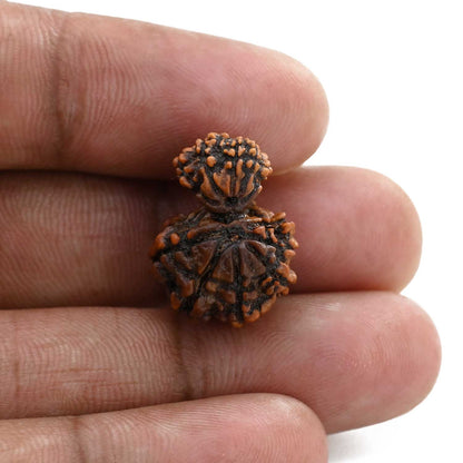 11 Mukhi Garbh Gauri Rudraksha (Nepal) 19.81 M.M.