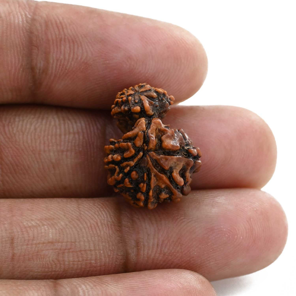 11 Mukhi Garbh Gauri Rudraksha (Nepal) 19.81 M.M.