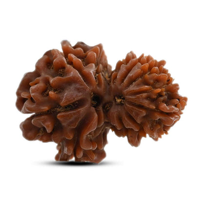 11 Mukhi Garbh Gauri Rudraksha (Nepal) 24.4 M.M.