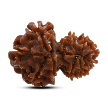 11 Mukhi Garbh Gauri Rudraksha (Nepal) 24.4 M.M.