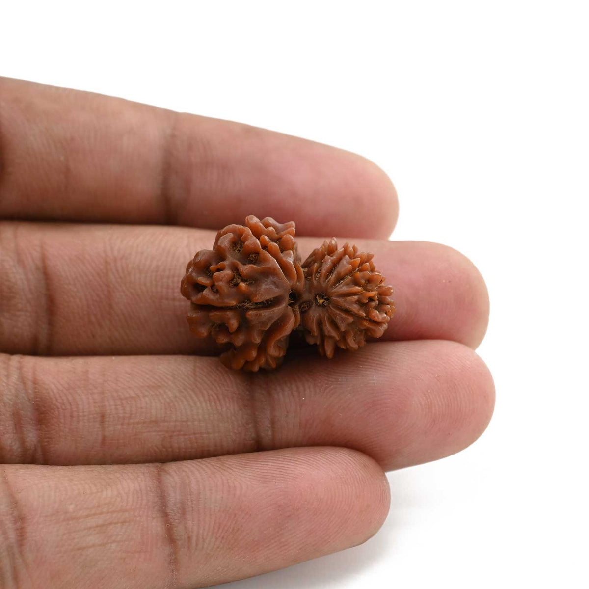 11 Mukhi Garbh Gauri Rudraksha (Nepal) 24.4 M.M.