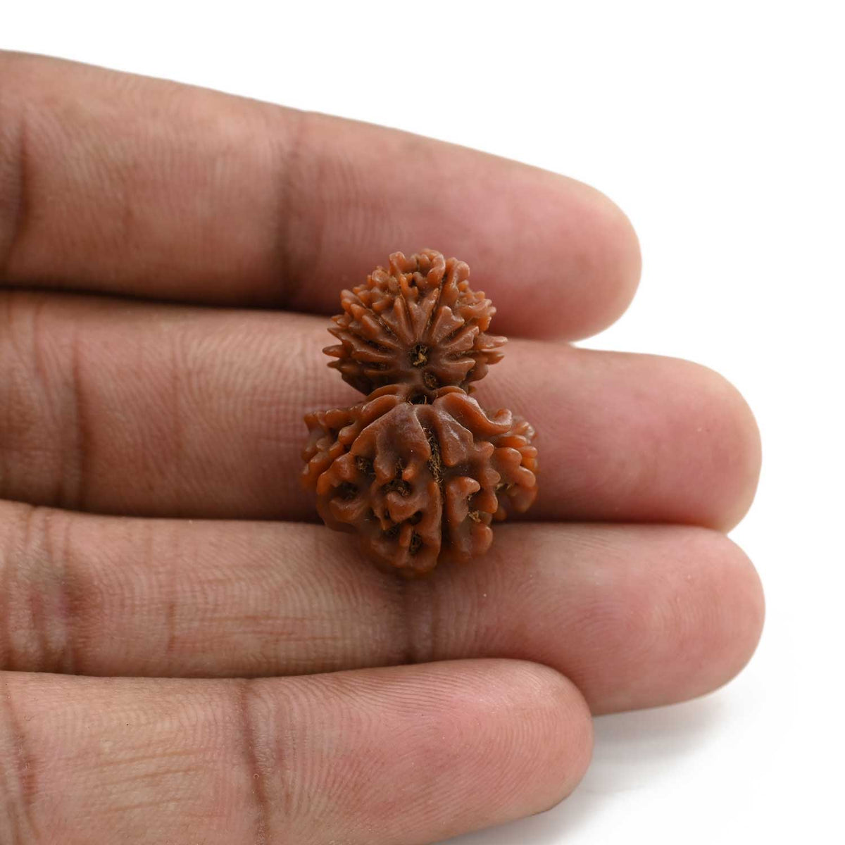 11 Mukhi Garbh Gauri Rudraksha (Nepal) 24.4 M.M.