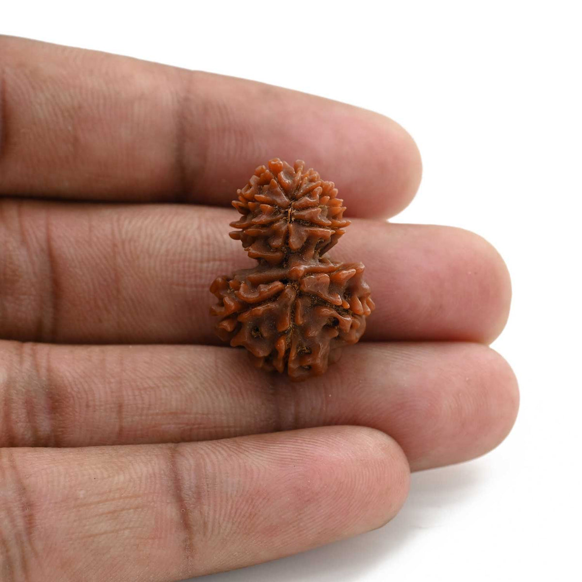11 Mukhi Garbh Gauri Rudraksha (Nepal) 24.4 M.M.