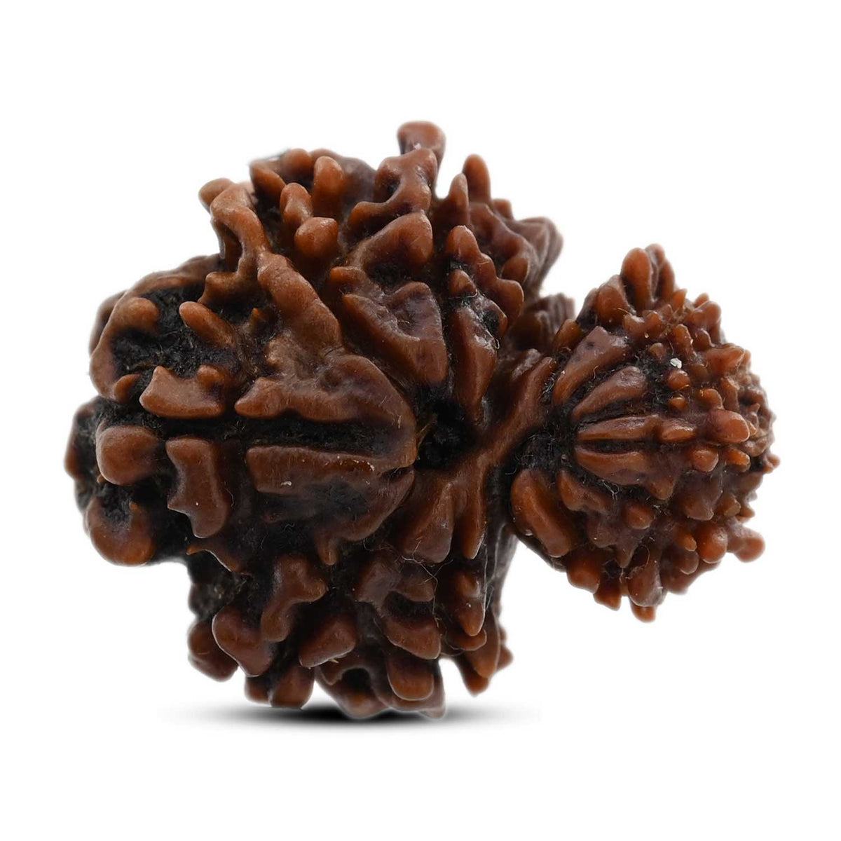 12 Mukhi Garbh Gauri Rudraksha (Nepal) 25.23 M.M.