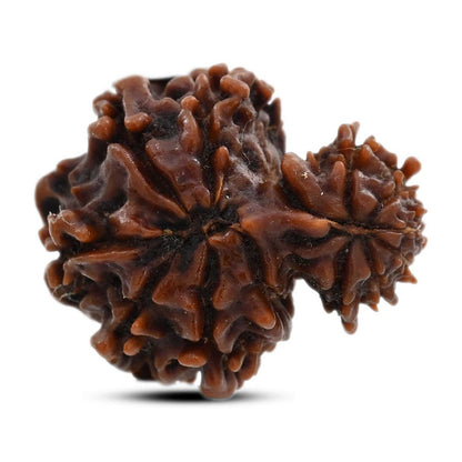 12 Mukhi Garbh Gauri Rudraksha (Nepal) 25.23 M.M.