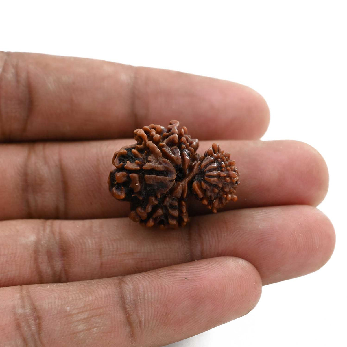 12 Mukhi Garbh Gauri Rudraksha (Nepal) 25.23 M.M.