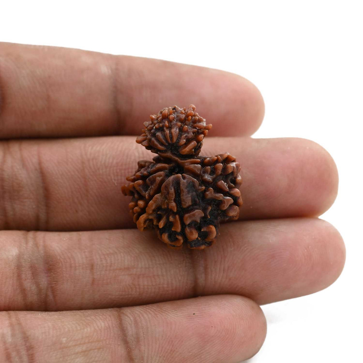 12 Mukhi Garbh Gauri Rudraksha (Nepal) 25.23 M.M.