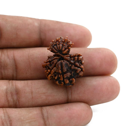 12 Mukhi Garbh Gauri Rudraksha (Nepal) 25.23 M.M.
