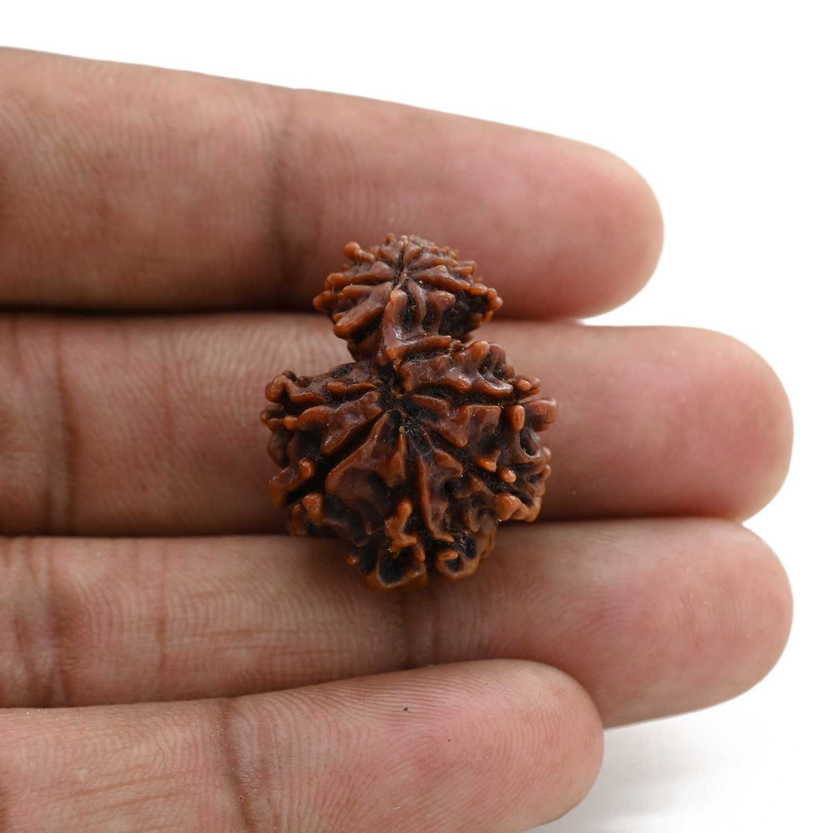 12 Mukhi Garbh Gauri Rudraksha (Nepal) 25.23 M.M.