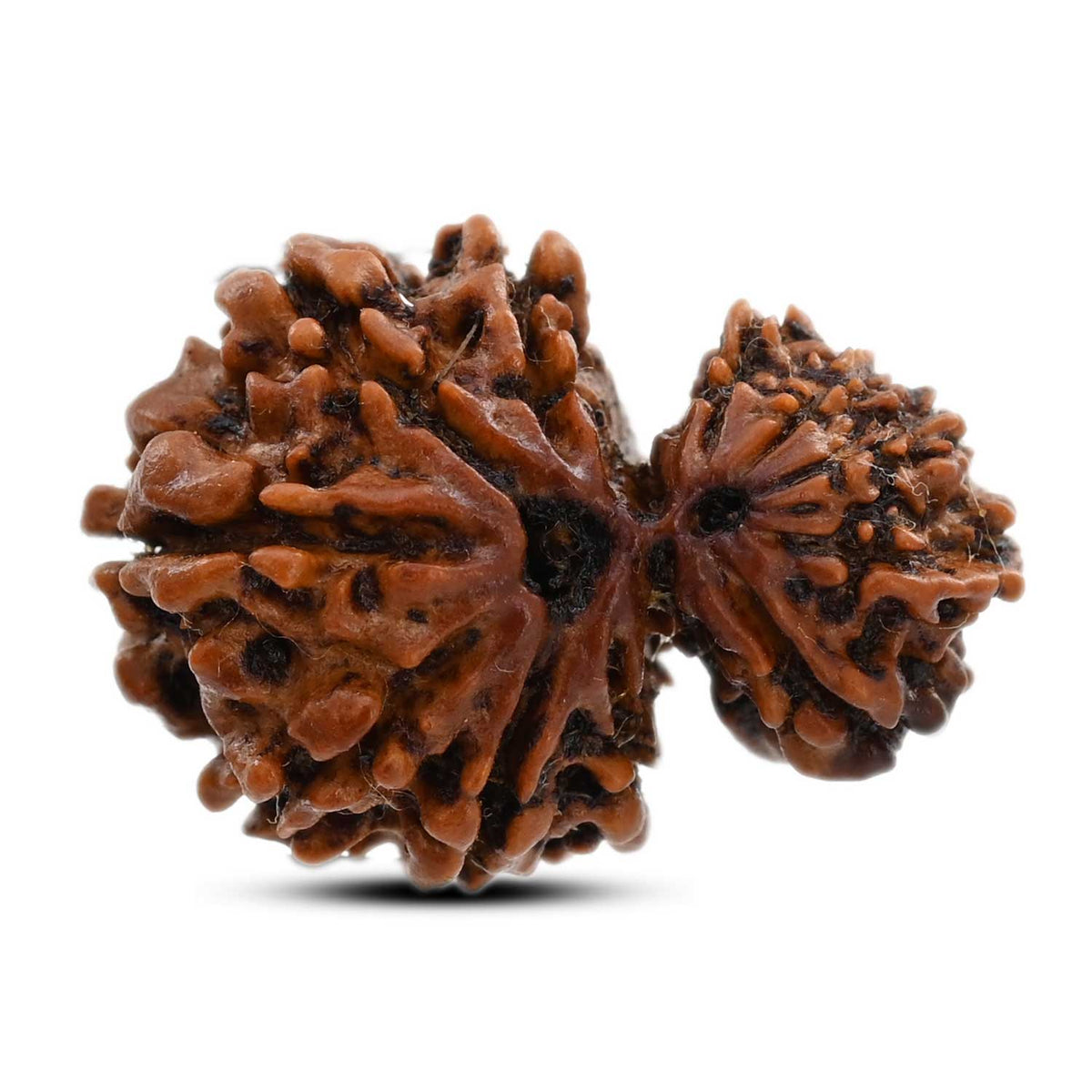 12 Mukhi Garbh Gauri Rudraksha (Nepal) 25.81 M.M.