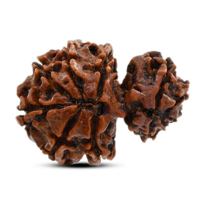 12 Mukhi Garbh Gauri Rudraksha (Nepal) 25.81 M.M.