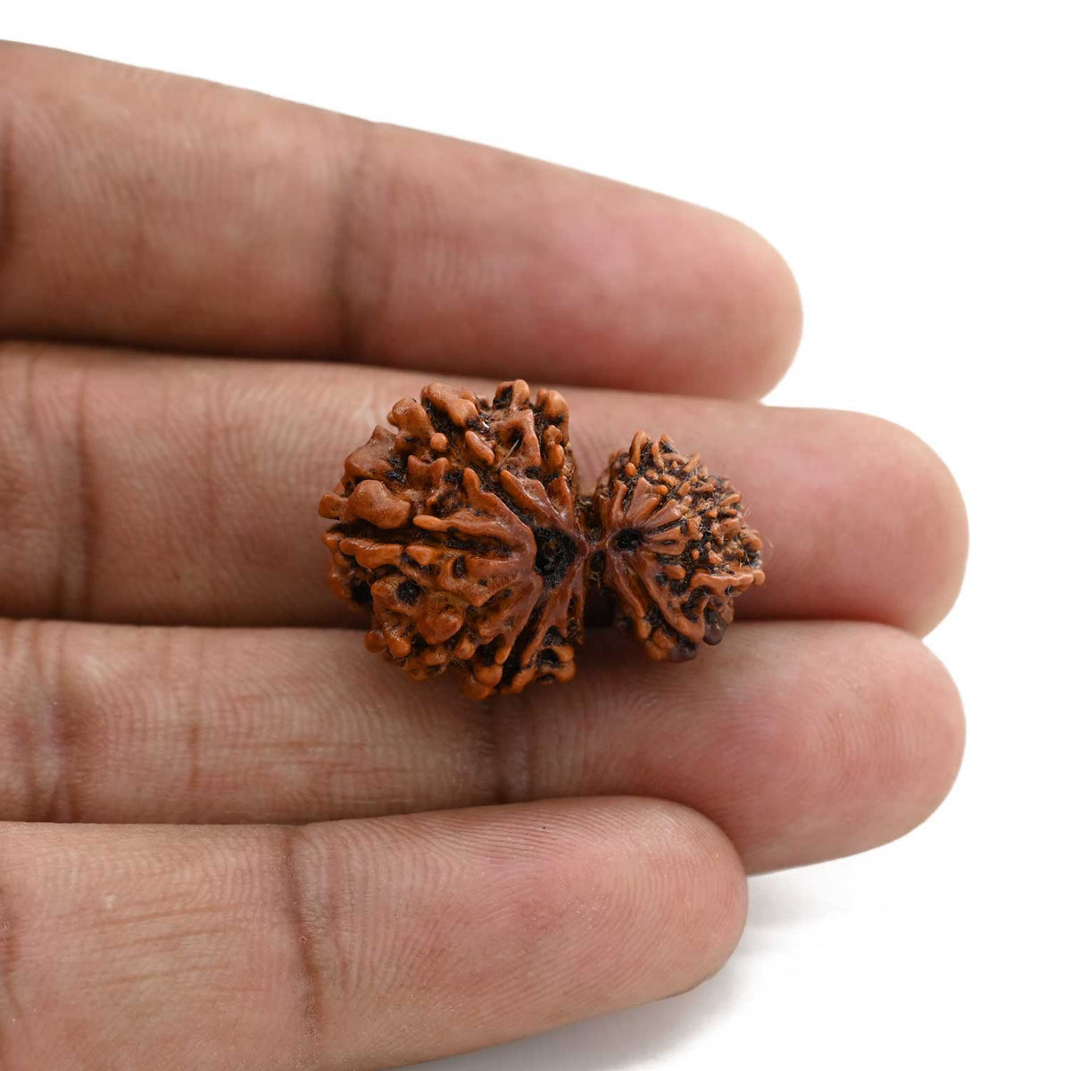 12 Mukhi Garbh Gauri Rudraksha (Nepal) 25.81 M.M.