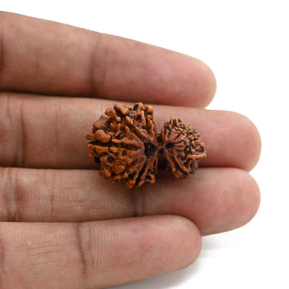 12 Mukhi Garbh Gauri Rudraksha (Nepal) 25.81 M.M.