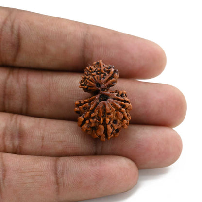 12 Mukhi Garbh Gauri Rudraksha (Nepal) 25.81 M.M.