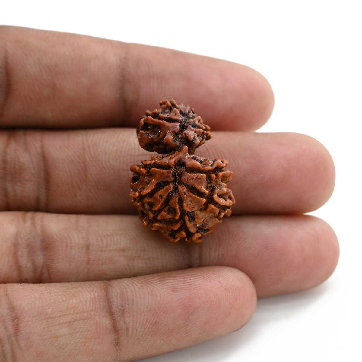 12 Mukhi Garbh Gauri Rudraksha (Nepal) 25.81 M.M.