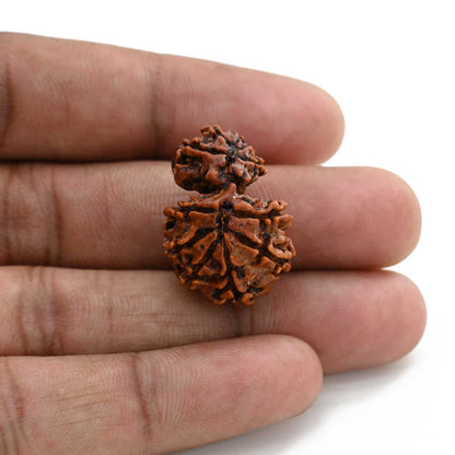 12 Mukhi Garbh Gauri Rudraksha (Nepal) 25.81 M.M.